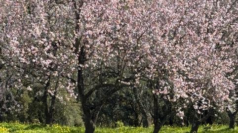 Foto 4 de Terreno en venta en  Paraje de Celima,, Casares pueblo, Málaga