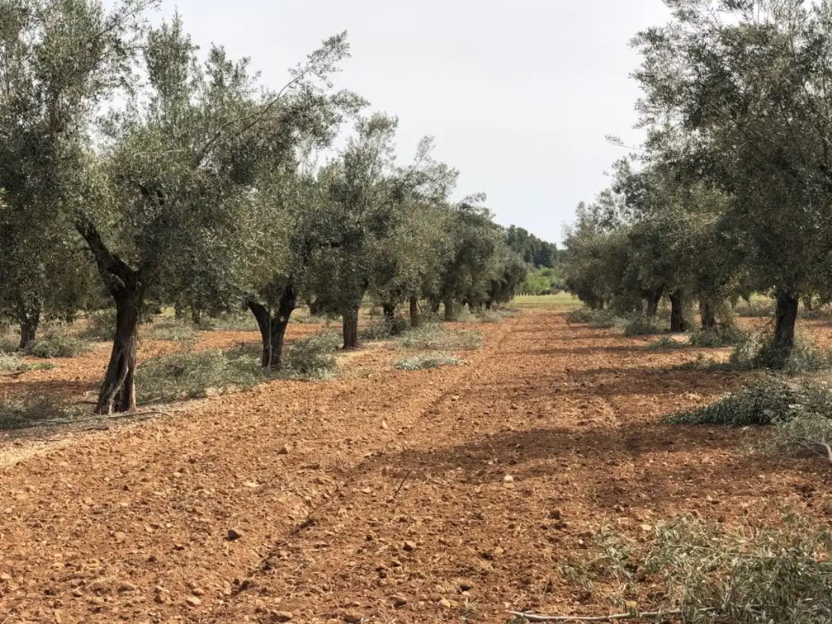 Rural land for sale in Horta de Sant Joan, imagen 11
