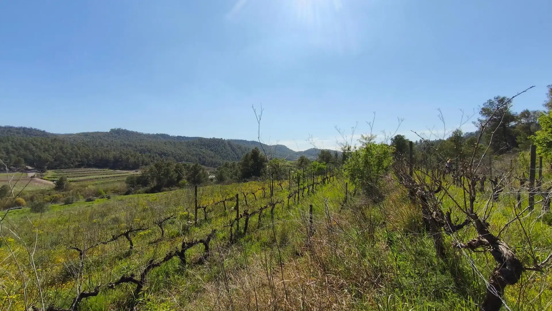 Grundstücke zum Verkauf in El Molar (Tarragona)