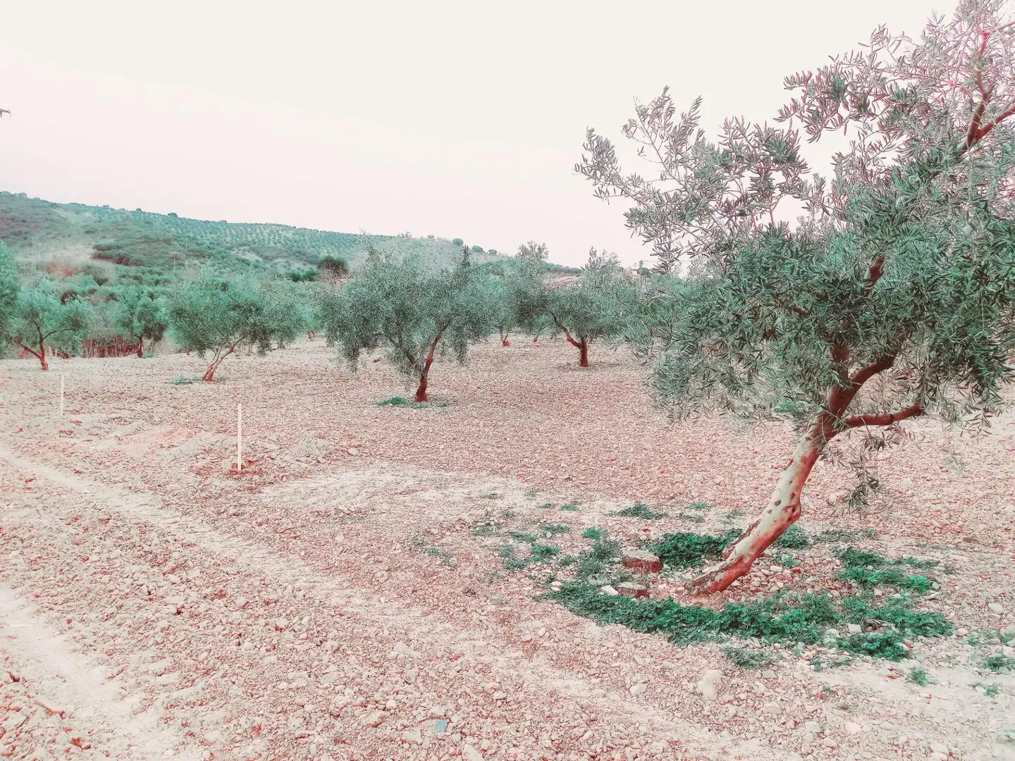 Terreni e lotti in vendita a Alhama de Granada, imagen 7