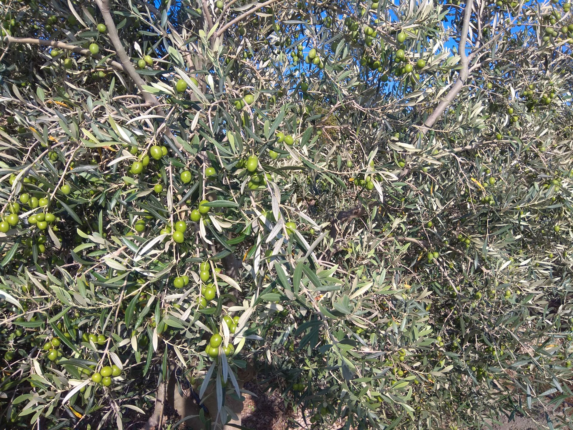 Jardí de Casa o xalet en venda en Chiclana de la Frontera amb Jardí privat i Piscina comunitària