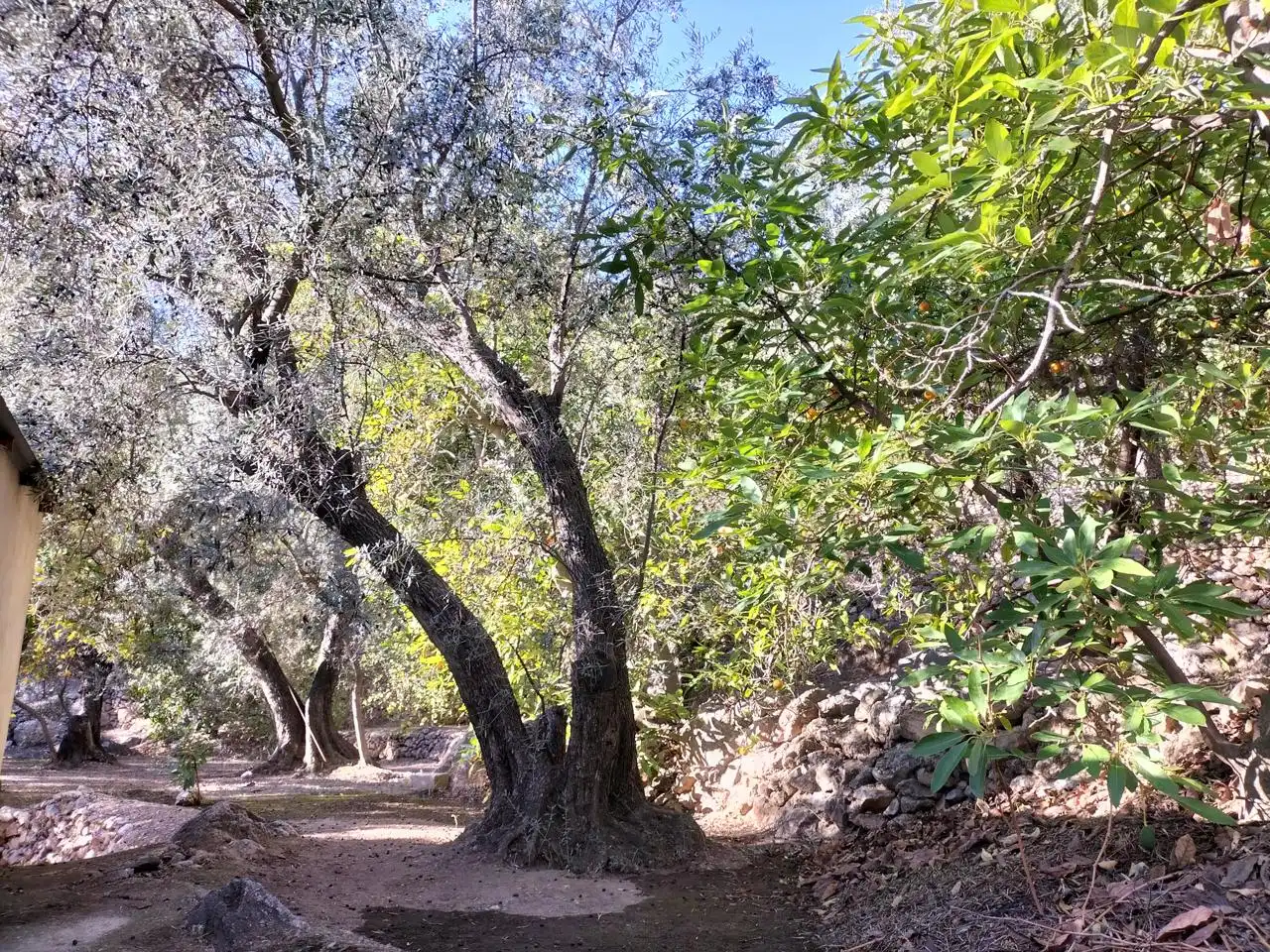 Finca rústica en venda en El Pinar