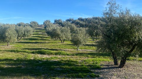 5 hectareas de olivar entre Porcuna , Valenzuela e Higuera de Calatrava