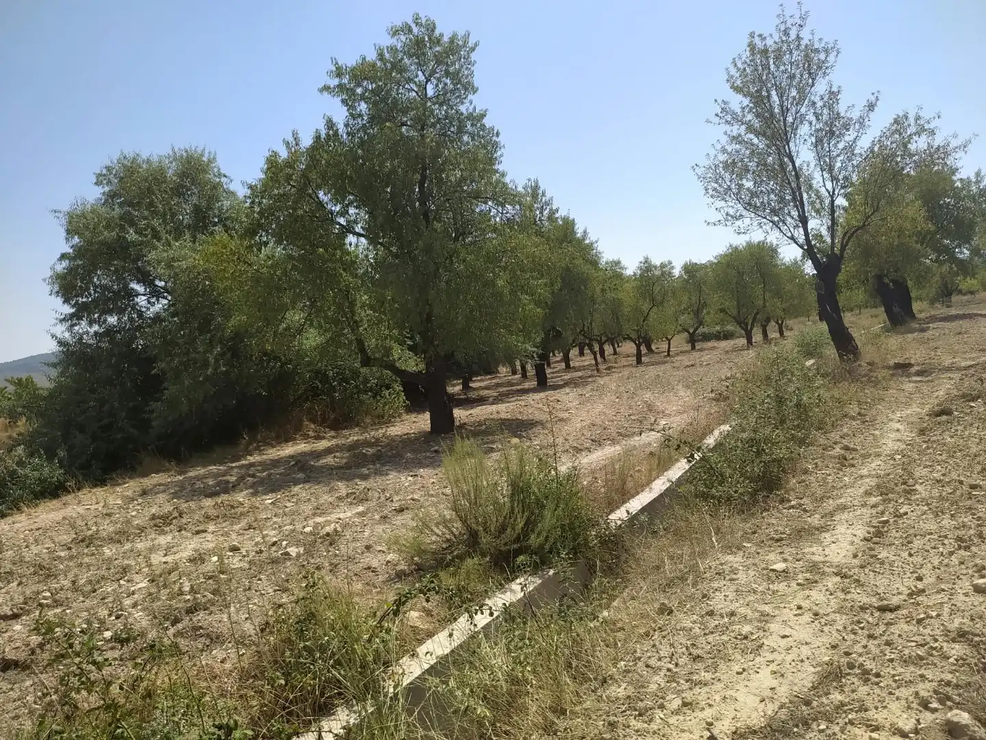 Grundstücke zur Miete in Puebla de Don Fadrique