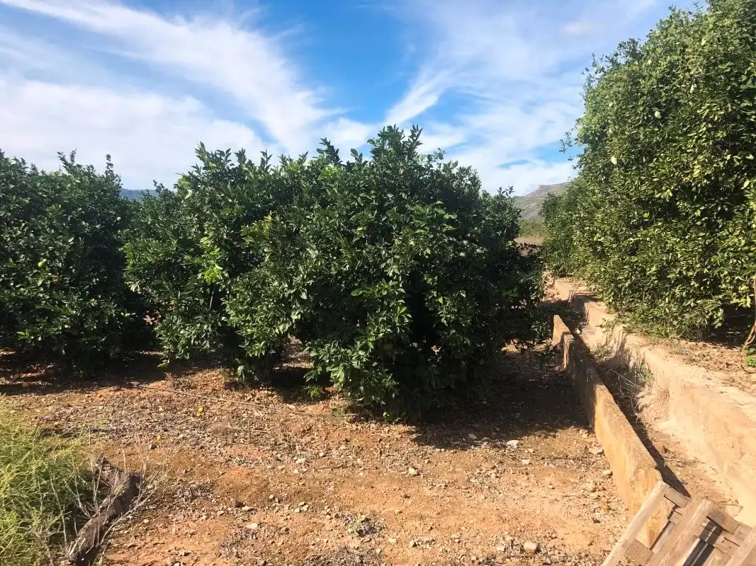 Terreny rústic en venda a Palma de Gandia, imagen 14