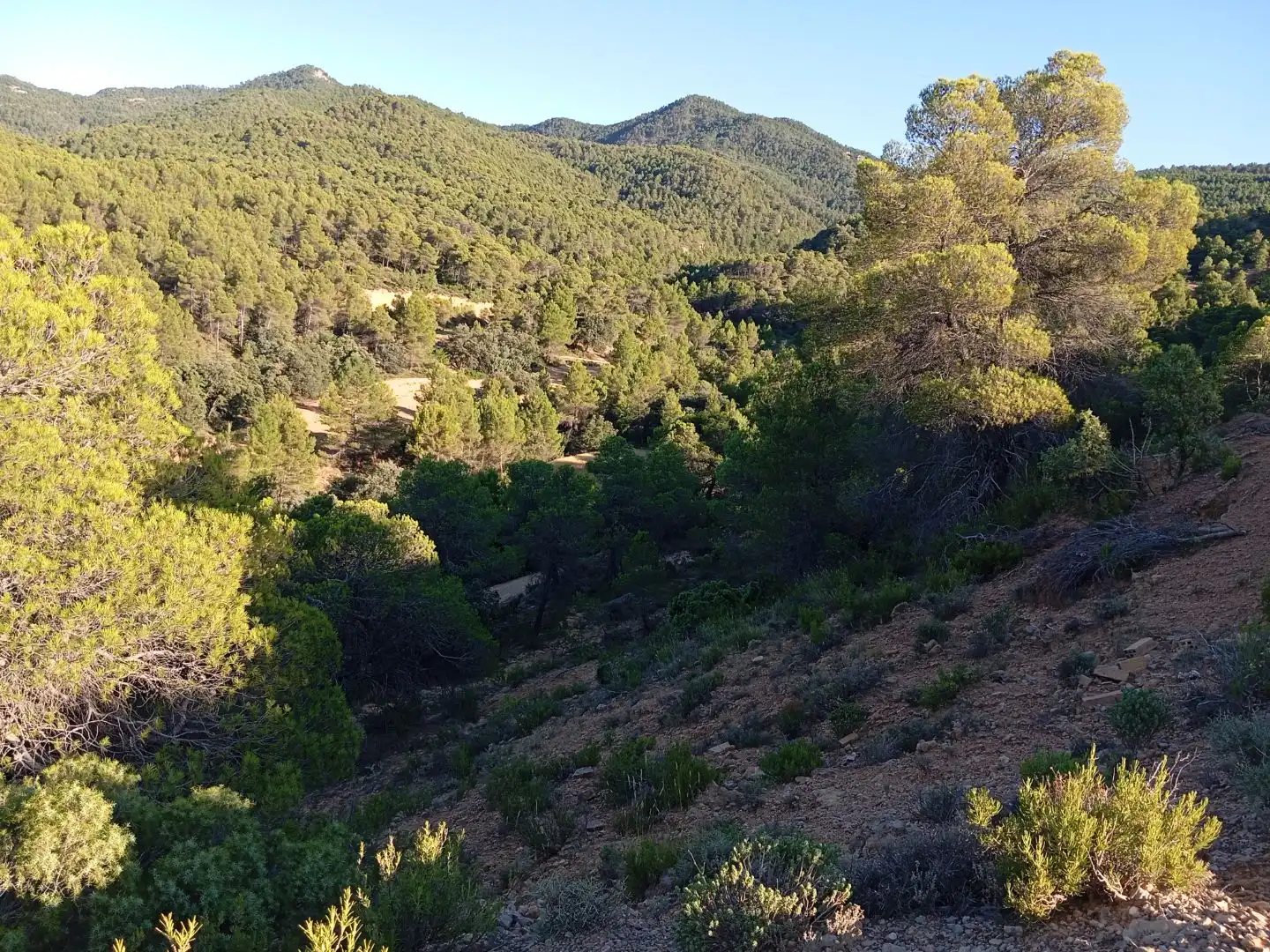 Terreno en venta en Torre de Arcas