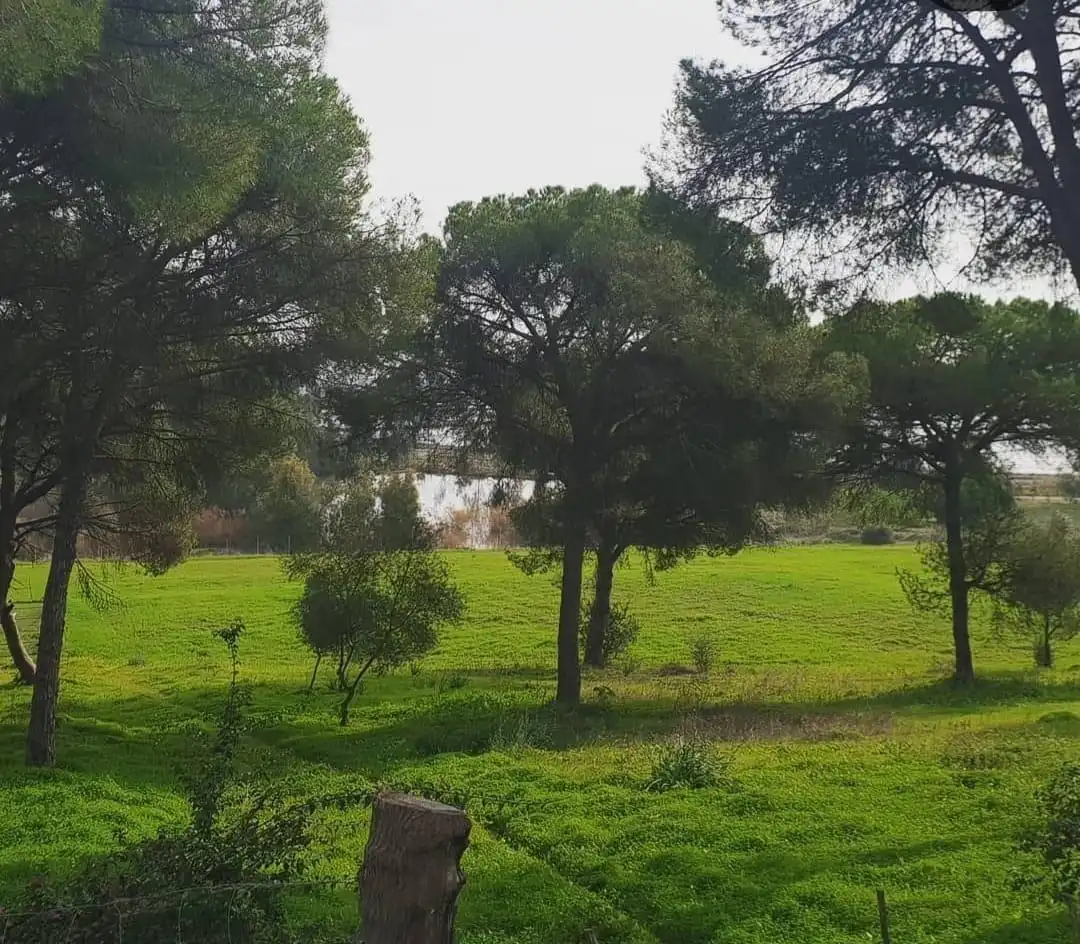 Terreni e lotti in vendita a La Puebla del Río, imagen 18