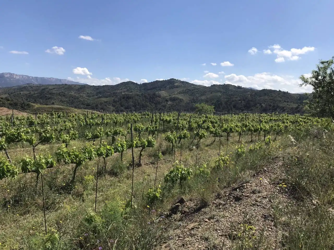 Rural land for sale in Calle Lloa, imagen 5