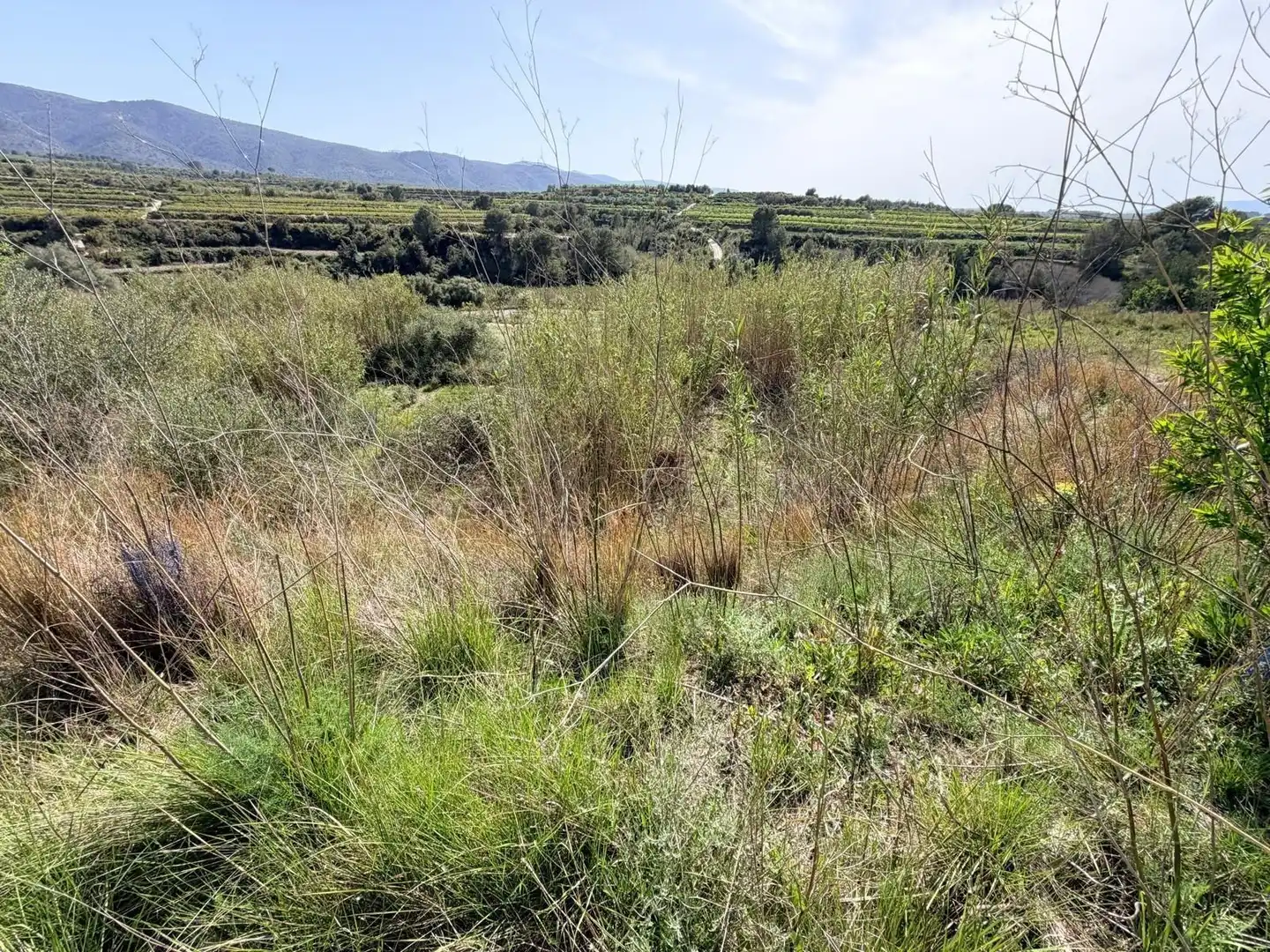 Terreny rústic en venda a Bélgida, imagen 22