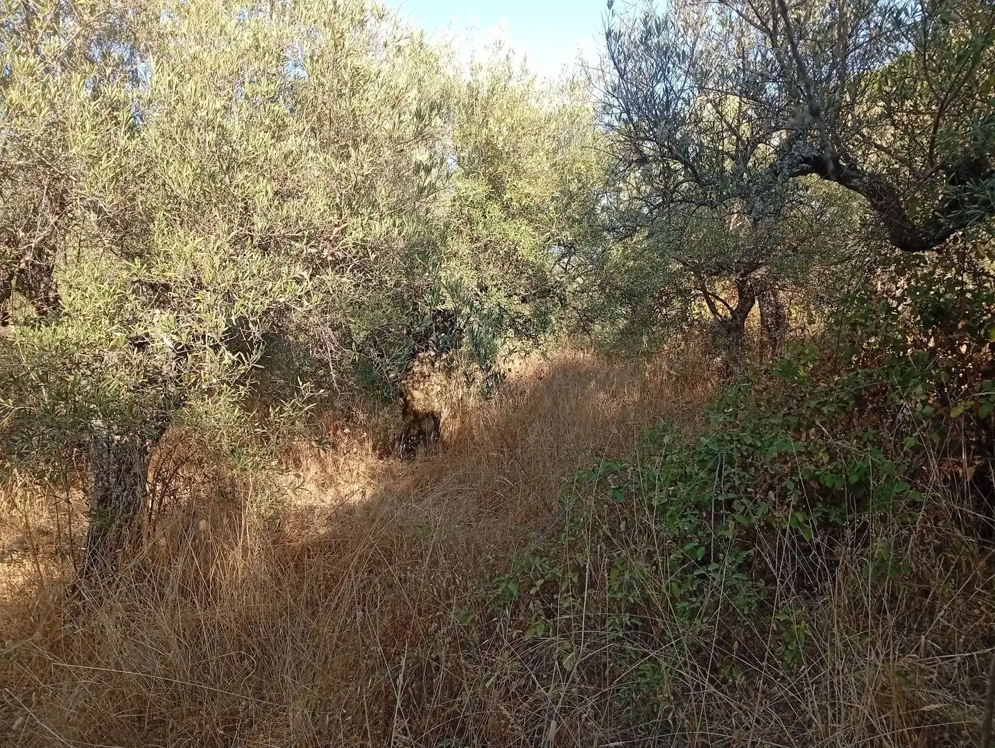 Terreni e lotti in vendita a Villanueva de la Vera, imagen 43
