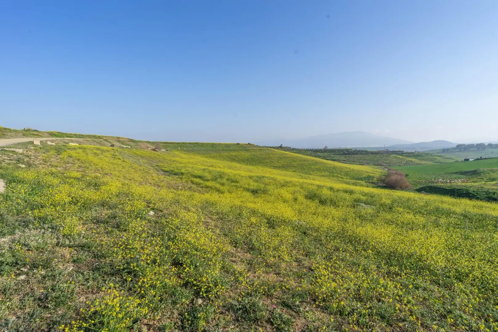 Rural land for sale in Casalpalma - Fahala, imagen 5