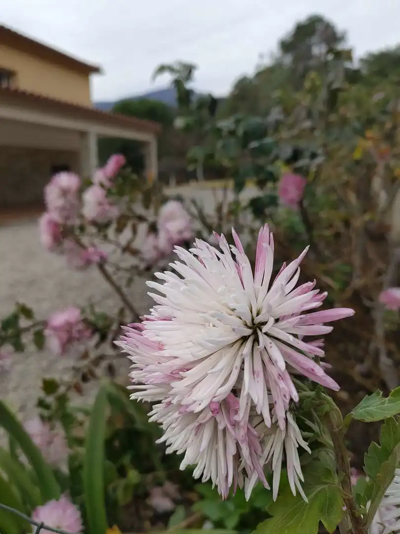Jardí de Casa o xalet en venda en Sant Feliu de Buixalleu amb Aire condicionat, Calefacció i Terrassa
