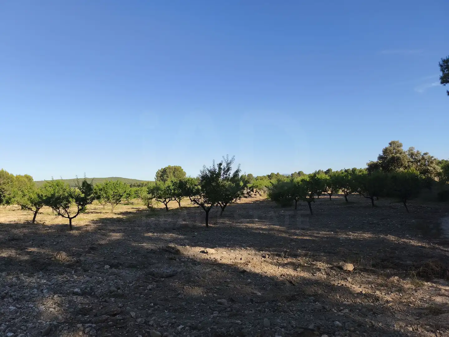 Terreno rustico in vendita a Moratalla, imagen 2