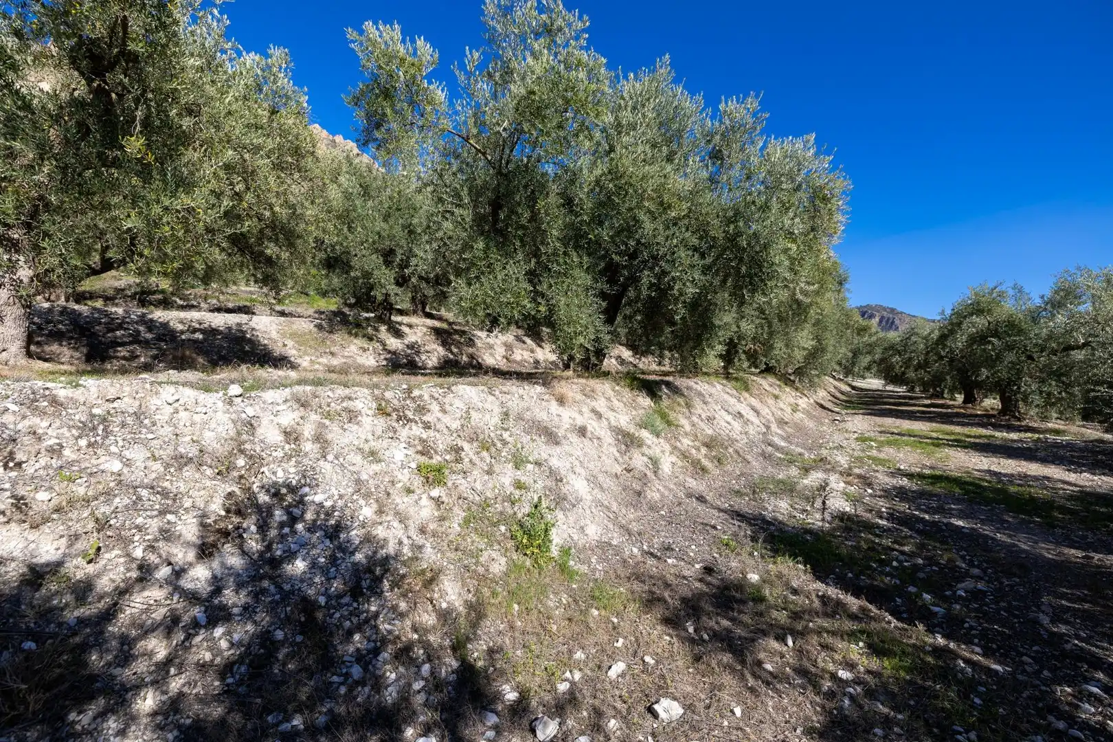 Terreni e lotti in vendita a Dúrcal, imagen 16