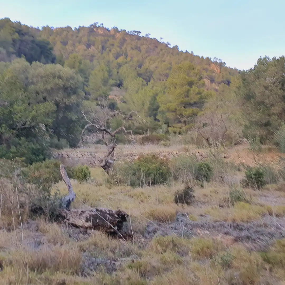 Rustikales Grundstück zum Verkauf in El Pinell de Brai, imagen 25