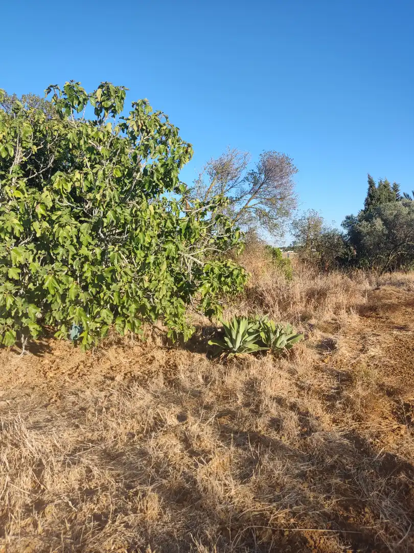 Land for sale in Conil de la Frontera