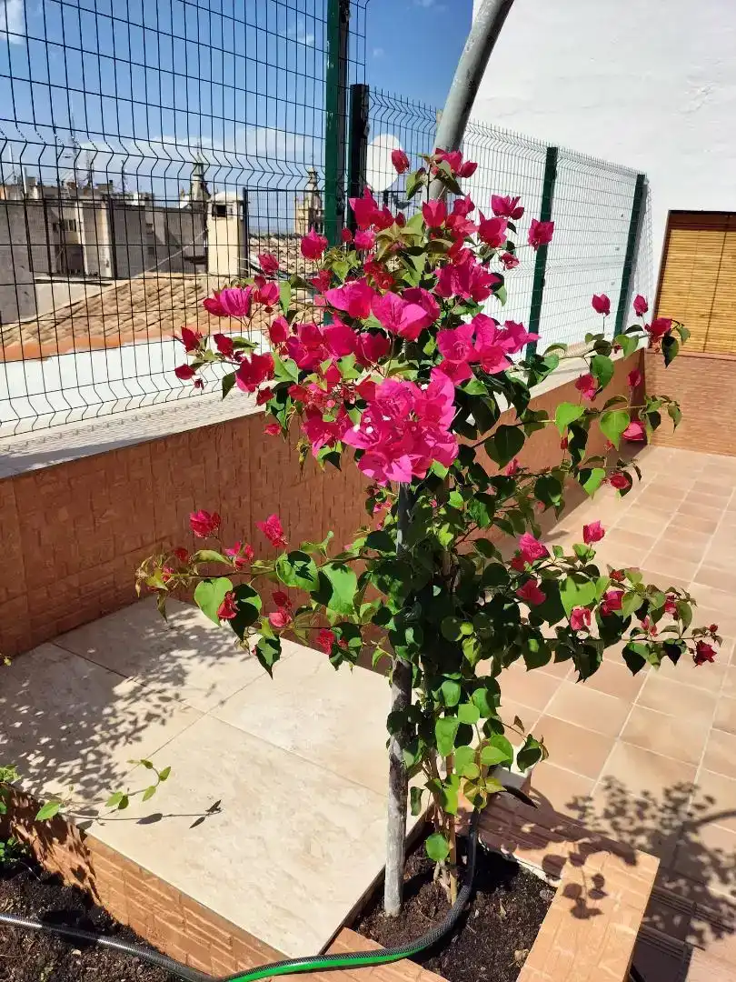 Jardí de Casa o xalet en venda en  Granada Capital amb Aire condicionat i Balcó