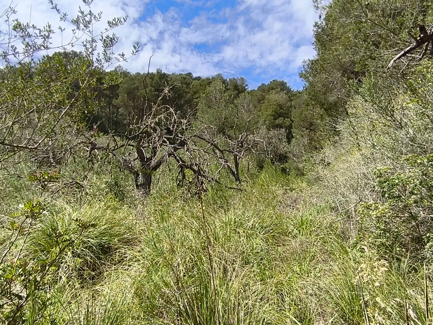 Terreno rustico in vendita a Algaida, imagen 7