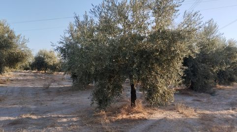 OLIVAR DE VARIEDAD HOJIBLANCA DE UN PIE, immagine 2