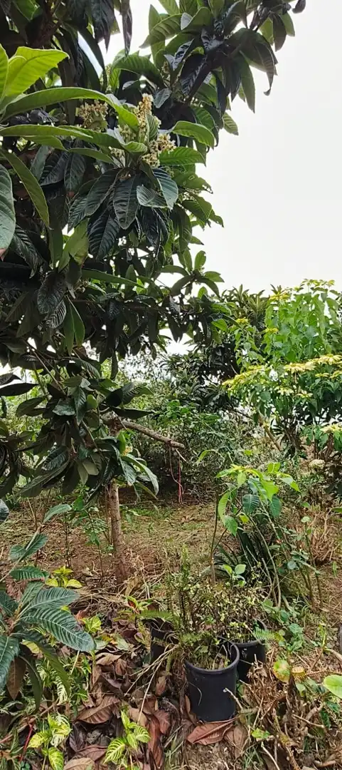 Finca rústica en venta en Camino REVENTON EL, La Vega - El Amparo - Cueva del Viento
