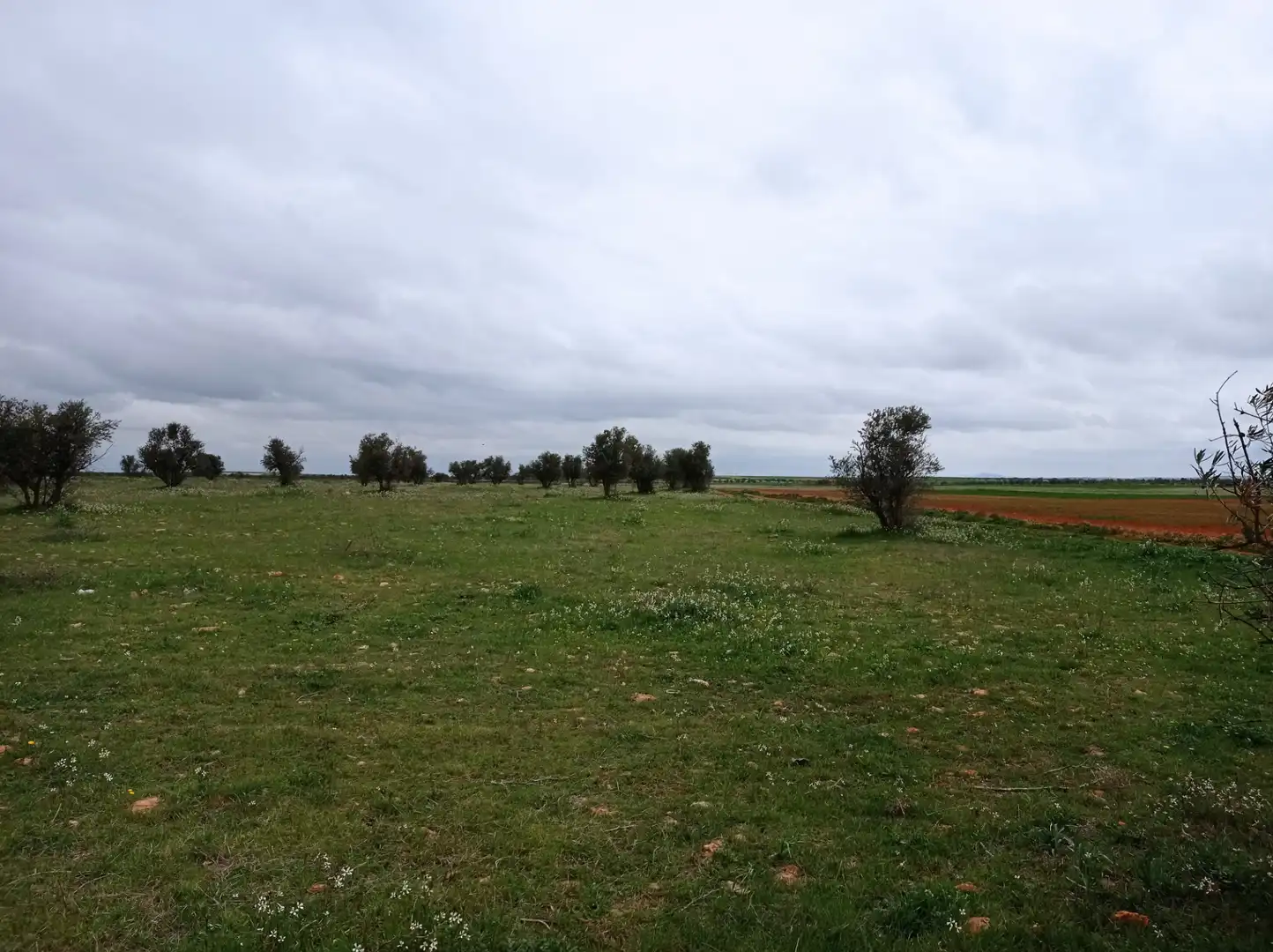 Terreny rústic en venda a Miguelturra, imagen 4