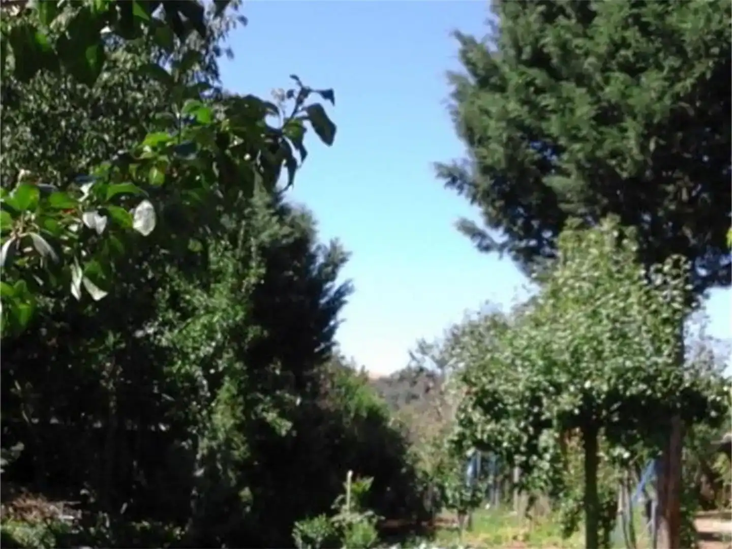 Garden of Land for sale in Benavides
