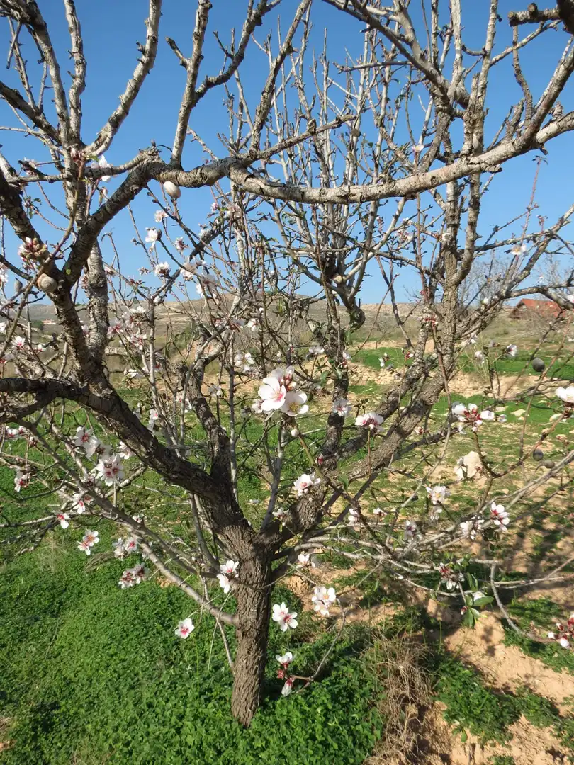 Terreni e lotti in vendita a Pedanías Oeste, imagen 22