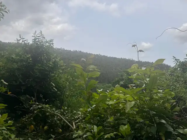 Industrial land for sale in Vegadeo