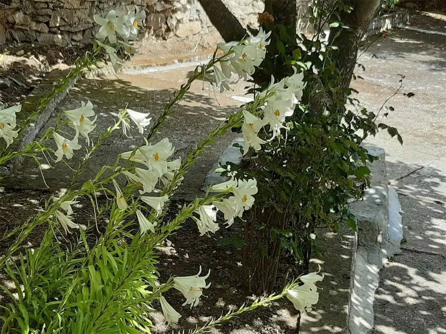 Jardí de Planta baixa en venda en Moraleja de Sayago amb Jardí privat