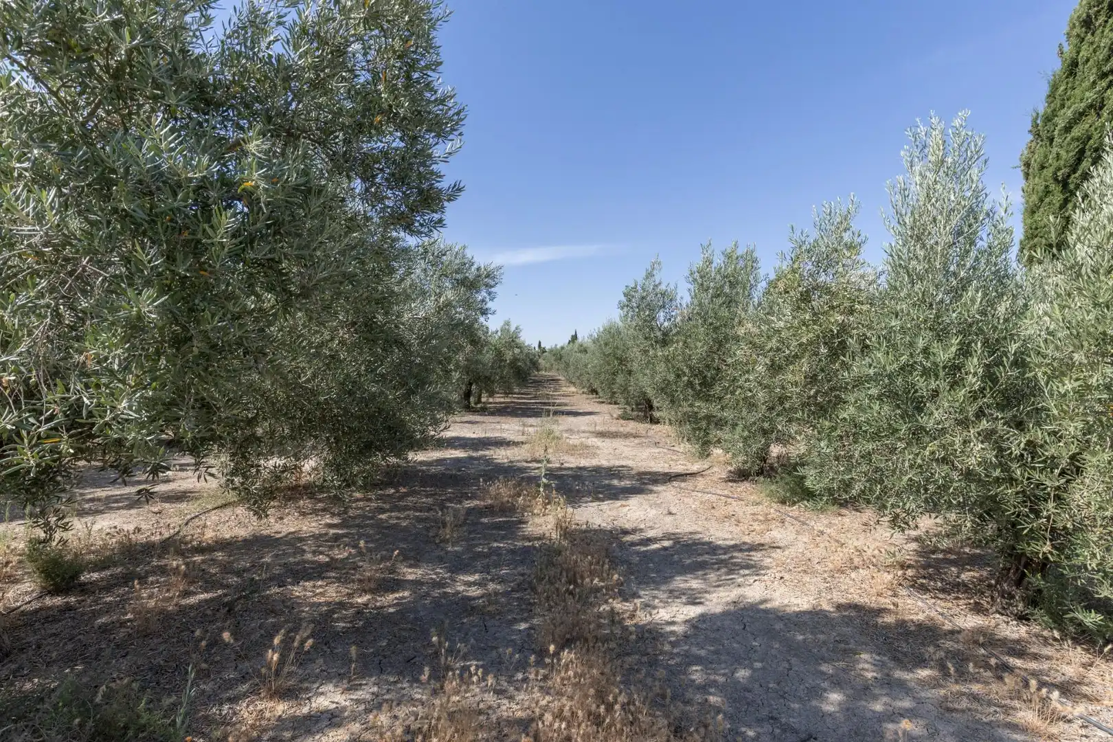 Lands and plots for sale in DISEMINADOS, imagen 9