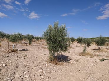 Terreny residencial en venda a Santa María  - Pío XII
