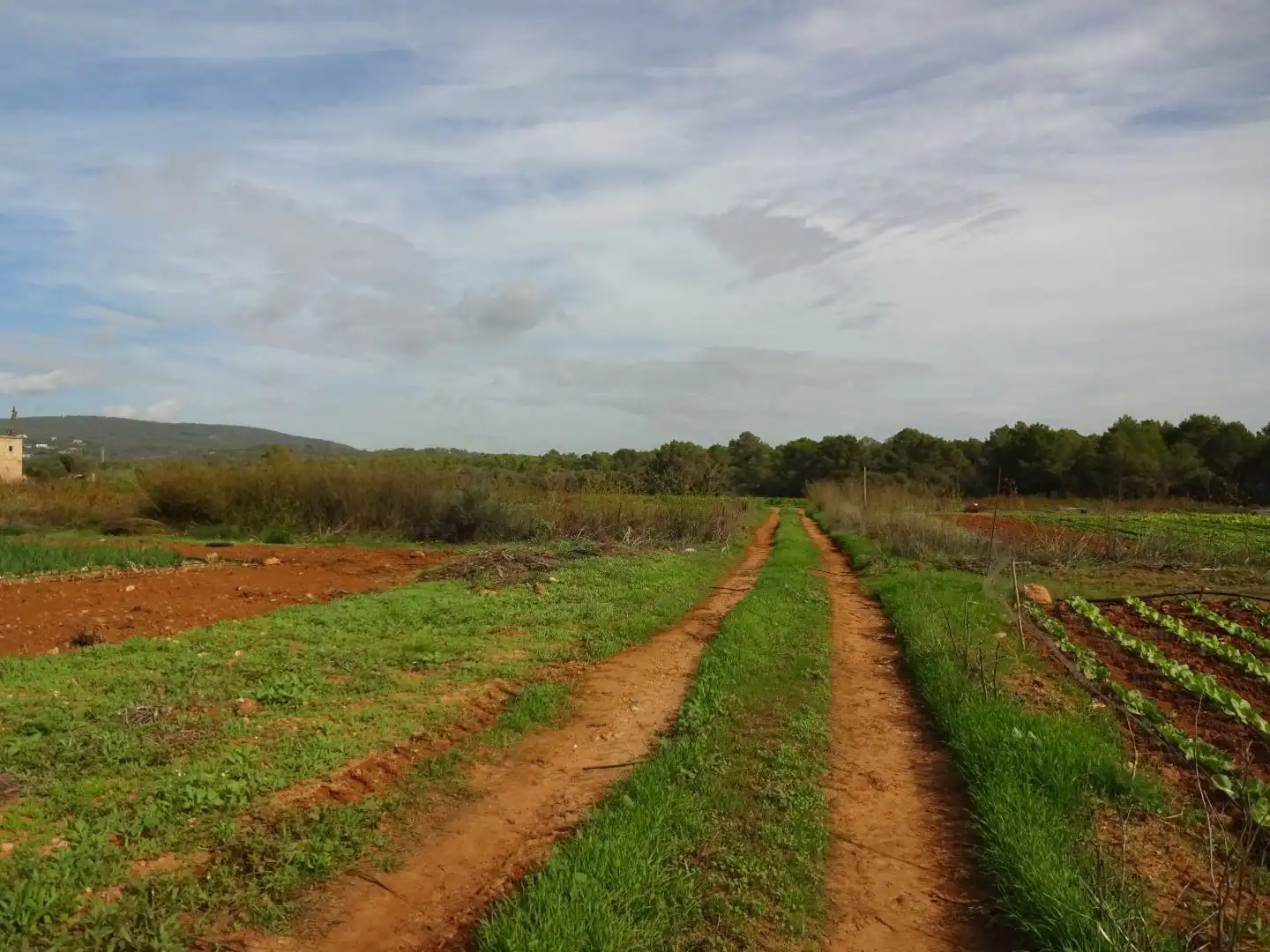 Finca rústica en venta en  Palma de Mallorca