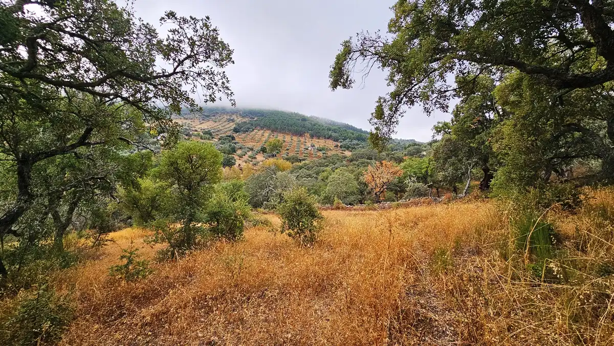 Terreno en venta en Cabeza la Vaca