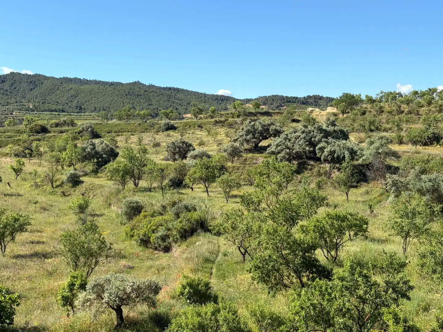 Finca rústica en venda en Ascó amb Aire condicionat, Calefacció i Piscina