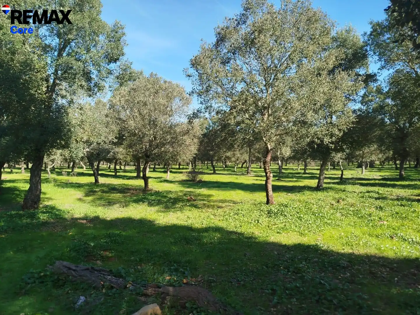 Lands and plots for sale in La Codosera, imagen 4