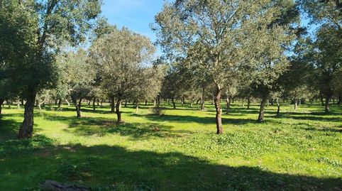 Excelente Finca Mixta Lista para Explotación Inmediata en Alburquerque!, immagine 4