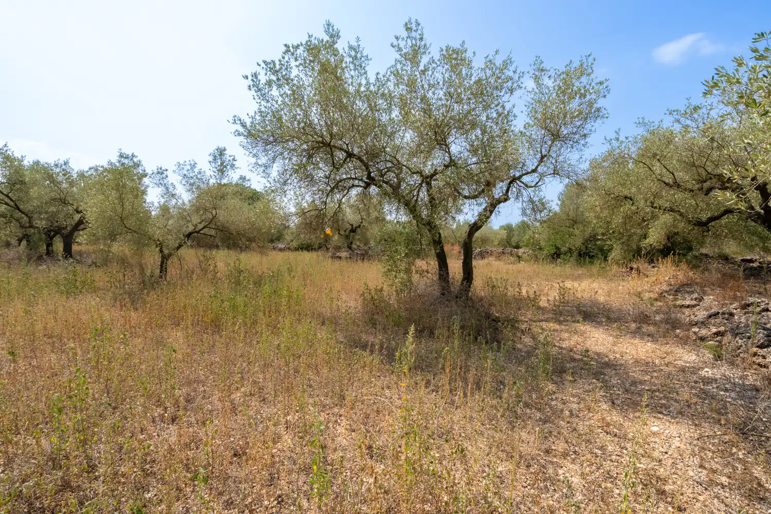 Rustikales Grundstück zum Verkauf in Ulldecona, imagen 5