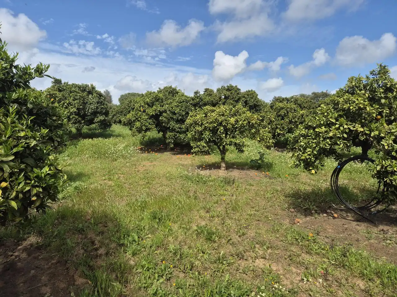 Casa o chalet en venta en Coria del Río