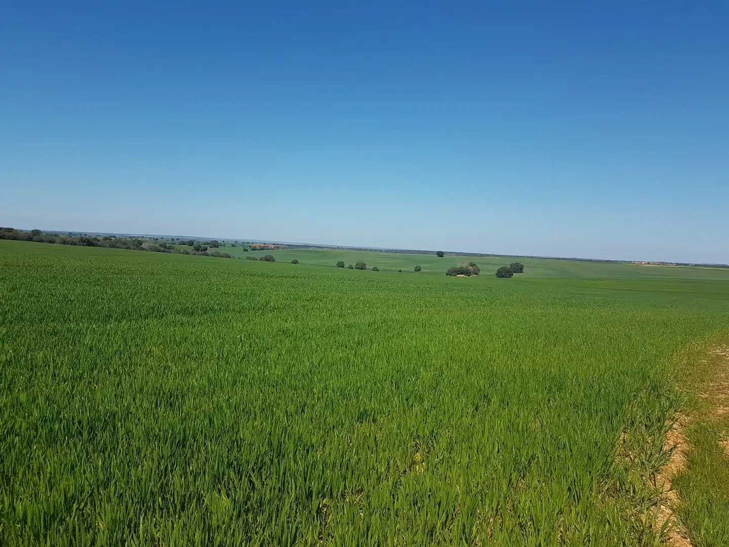 Terreno rustico in vendita a Pelabravo, imagen 2