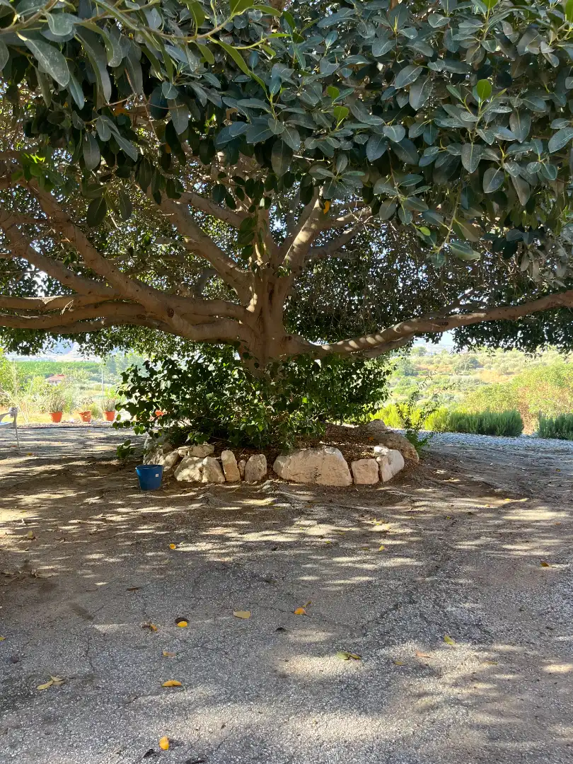 Jardín de Finca rústica en venta en Cártama con Aire acondicionado, Terraza y Amueblado