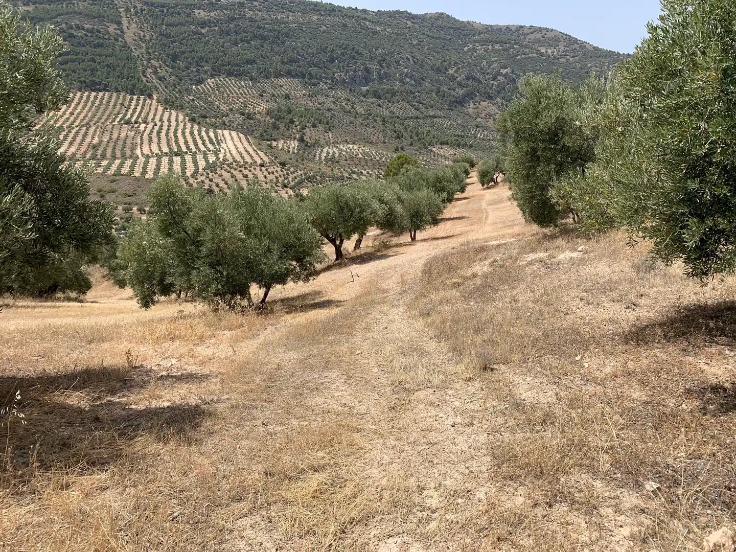Terreni e lotti in vendita a Bedmar y Garcíez, imagen 3