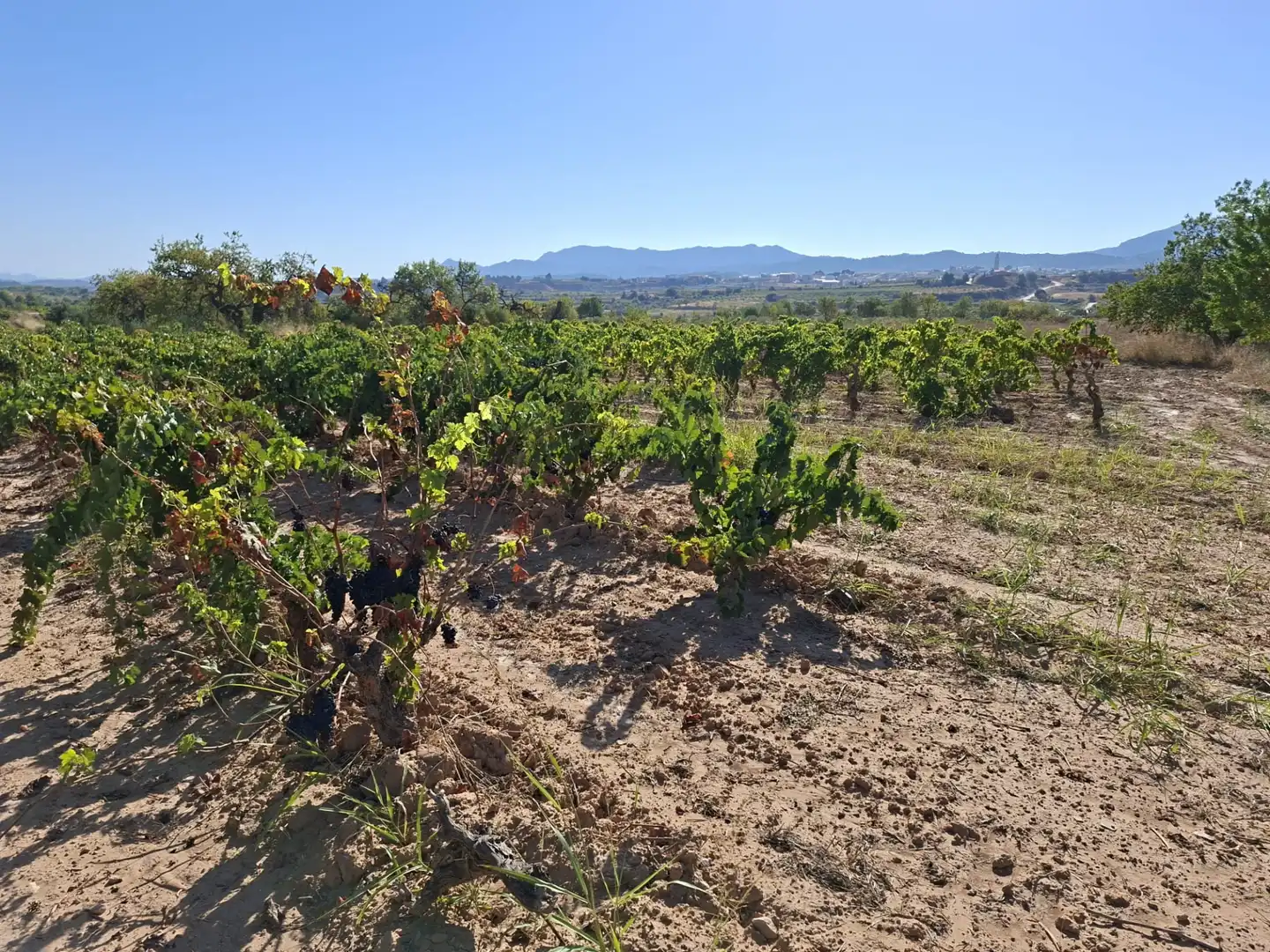 Terreno rustico in vendita a Avinguda d'Aragó 37, imagen 7