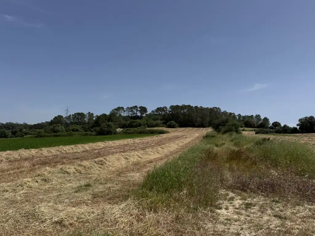 Terreny rústic en venda a Sineu, imagen 3