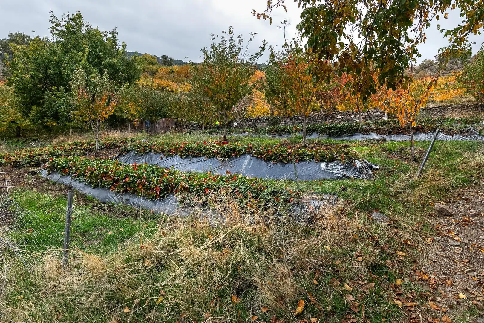 Lands and plots for sale in Güéjar Sierra, imagen 3