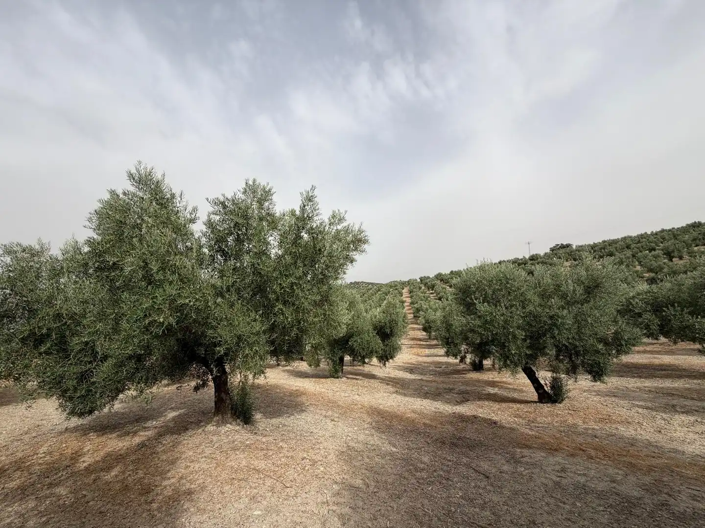 Rural land for sale in Iznalloz