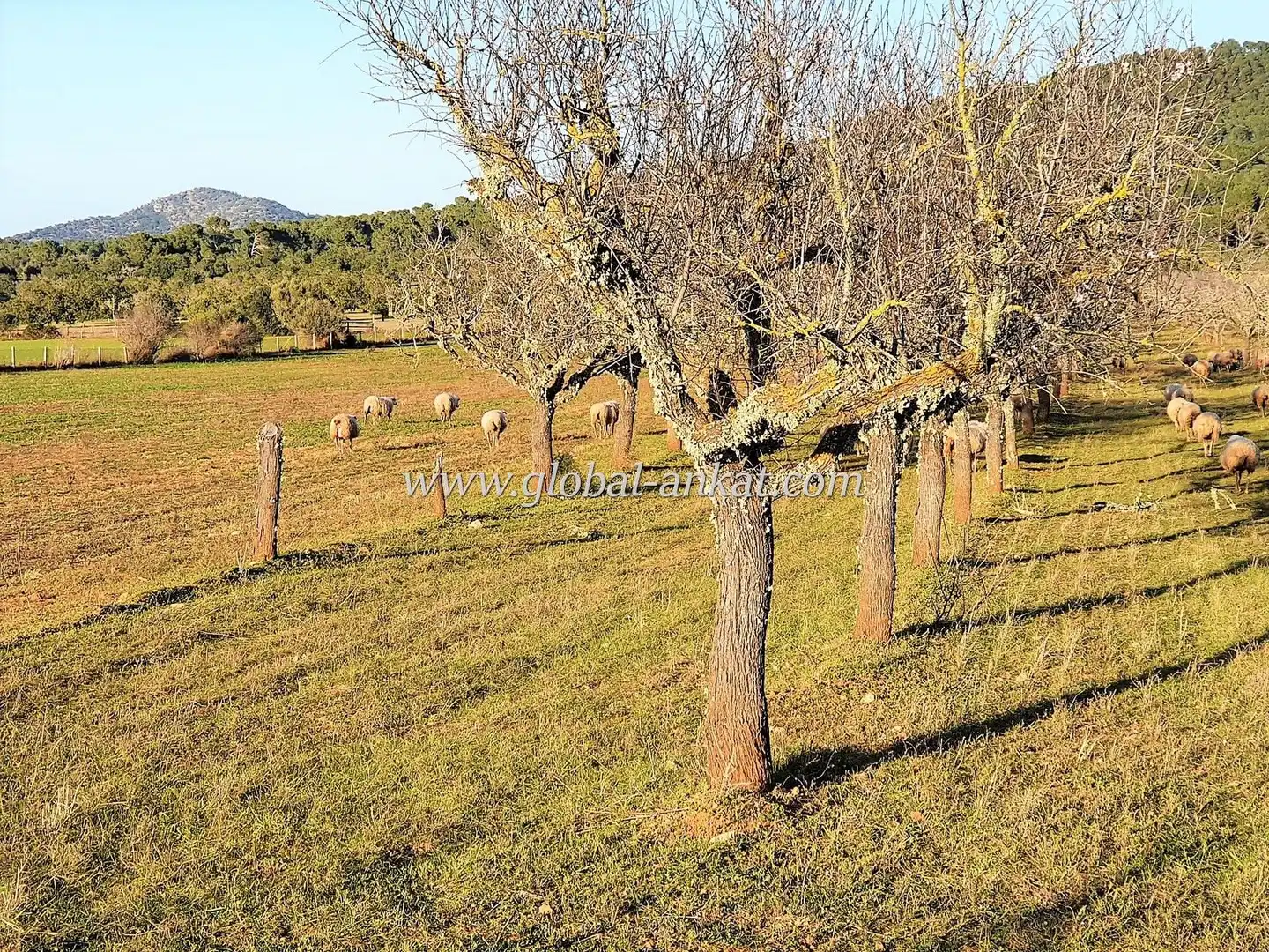 Residential land for sale in S'Horta - Cas Concos des Cavaller - Es Carritxó, imagen 2