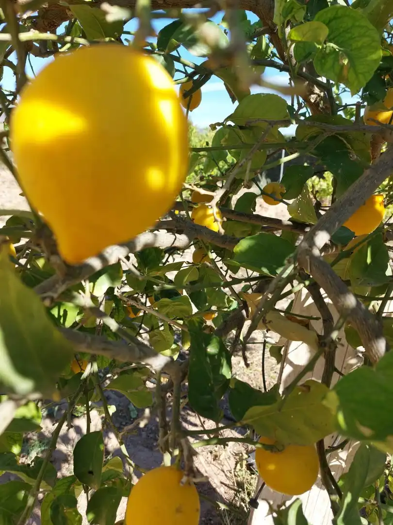 Jardí de Finca rústica en venda en Alhama de Murcia amb Jardí privat i Piscina