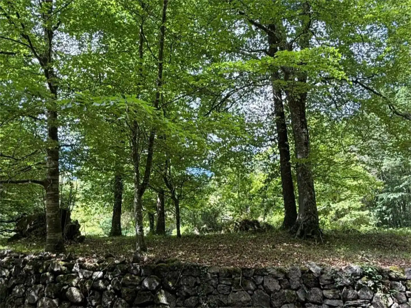 Pis en venda en Santa Pau amb Jardí privat i Traster