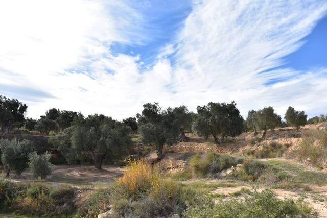 Terreno en Venta en Calle Mayor, 14 en Calaceite