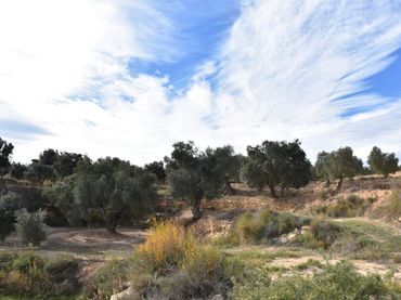 Terreno rustico in vendita a Calle Mayor 14